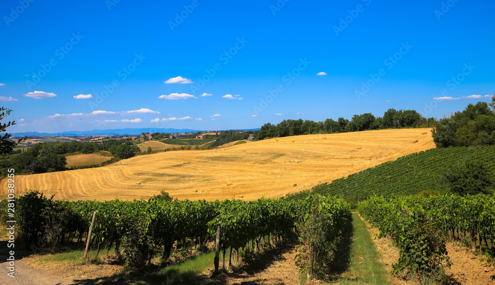 Weinreben und Weizenfeld, Toskana Italien