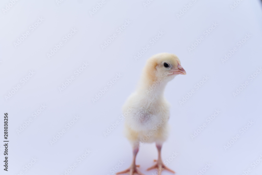 baby chicken isolated on white background baby chicken isolated on white background