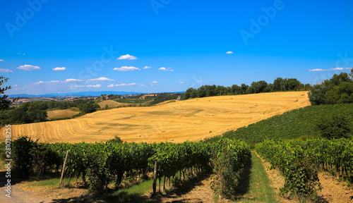 Weinreben und Weizenfeld, Toskana Italien