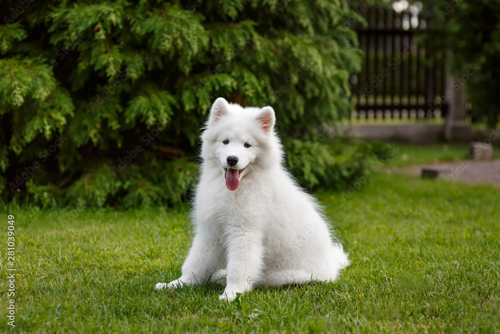 White puppy Samoyed husky