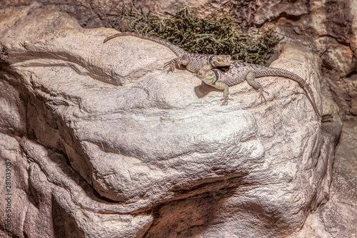 two lizards standing together on the natural rock 