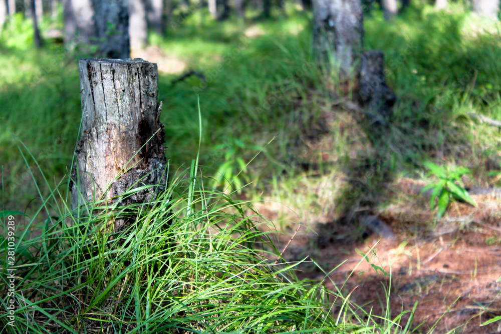 Old tree stump in the bright green forest bathed in sun light. Sawn off tree trunk among high green grass. Stub rooted to the ground. Environmental background or wallpaper Old tree stump in the bright green forest bathed in sun light. Sawn off tree trunk among high green grass. Stub rooted to the ground. Environmental background or wallpaper