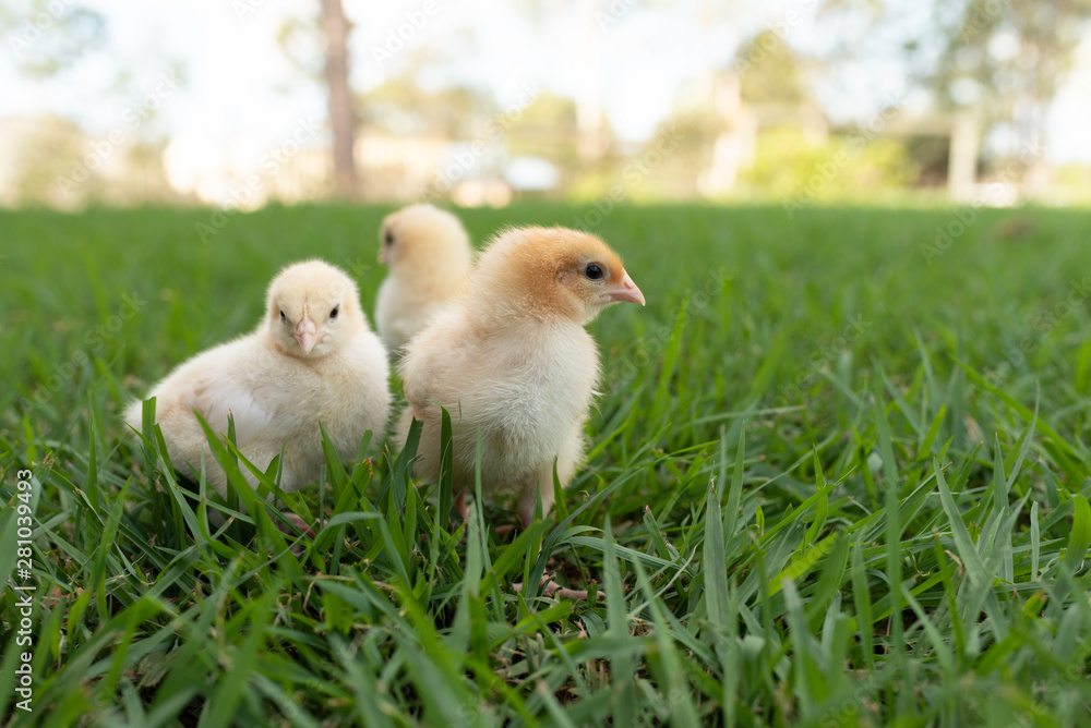 Fototapeta premium yellow chicks in the grass