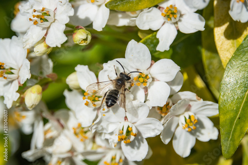 Mining Bee on Mexican Orange Flowers in Springtime