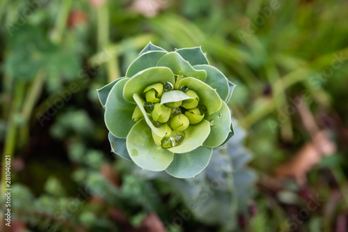 Rain on Spurge Flower Buds in Springtime