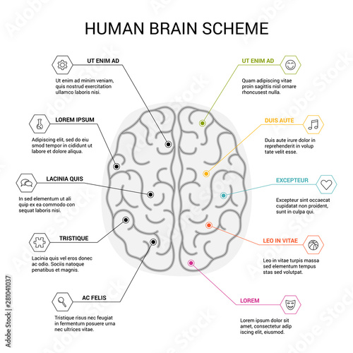 Human brain hemispheres. Right and left hemisphere responsible for creativity and logic on white background