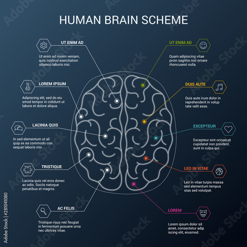 Human brain hemispheres. Right and left hemisphere responsible for creativity and logic. Brain functions