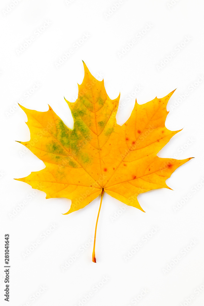 Fototapeta premium Autumn composition of maple leaves.Yellow leaf on white background.