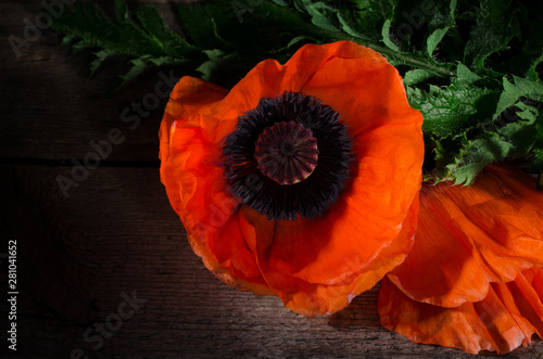 Red poppy flower on a dark wooden background. Red flowers photo with selective light. photo