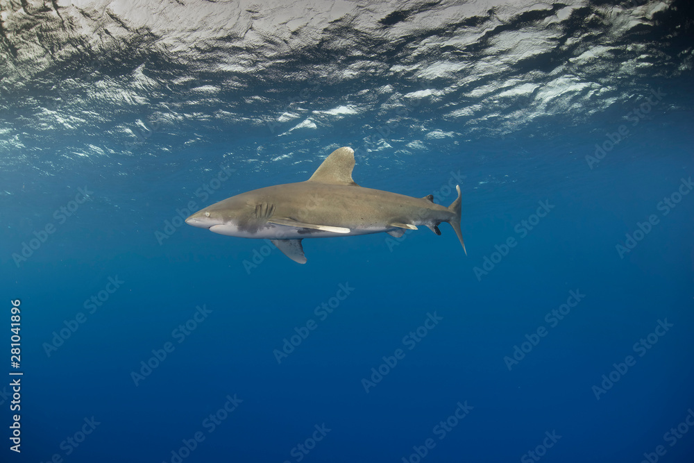 Fototapeta premium Oceanic white tip shark
