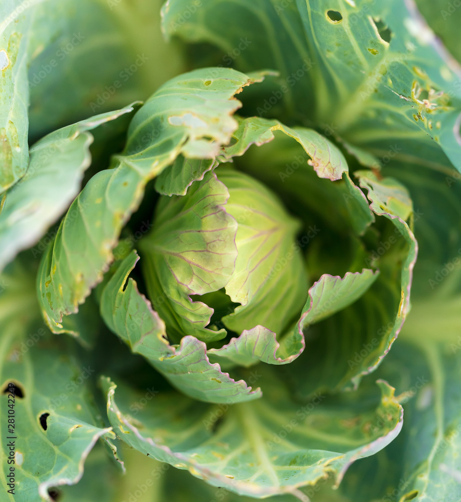 Fototapeta premium Worms eat leaves on cabbage
