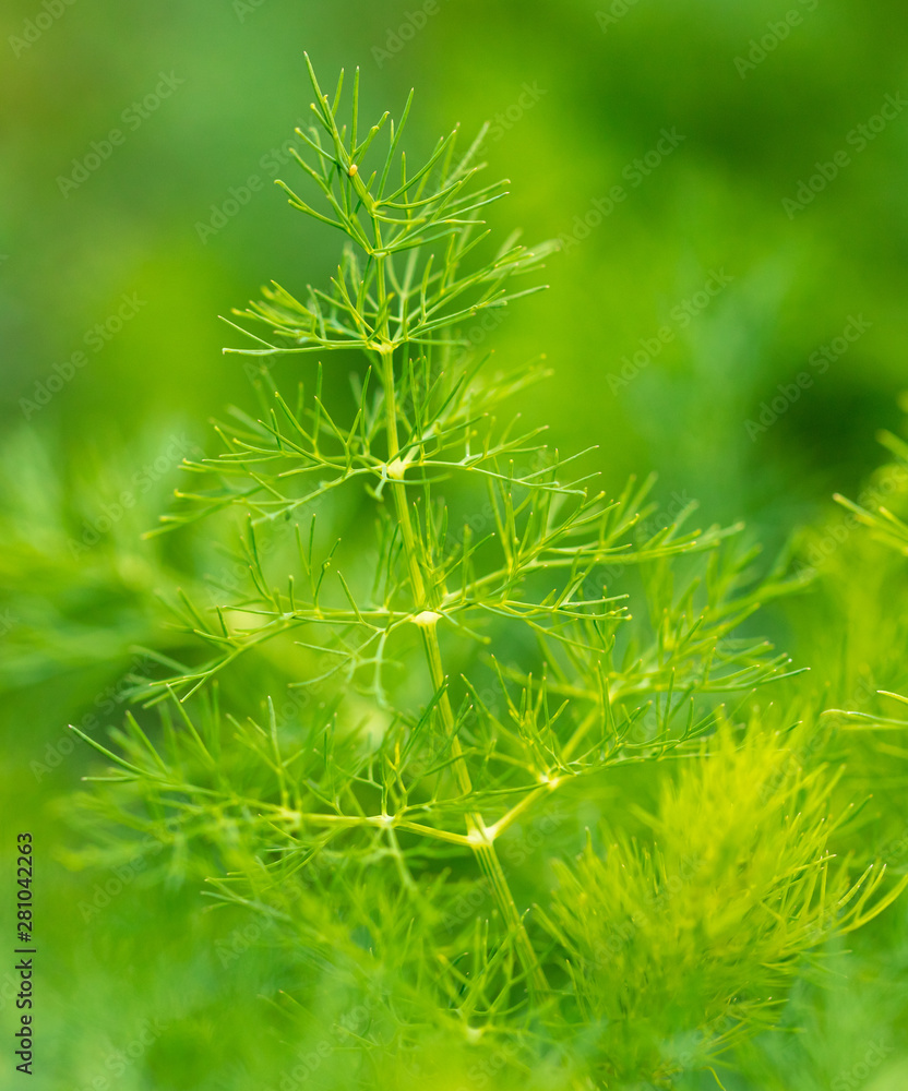 Green leaves on dill as a background Green leaves on dill as a background