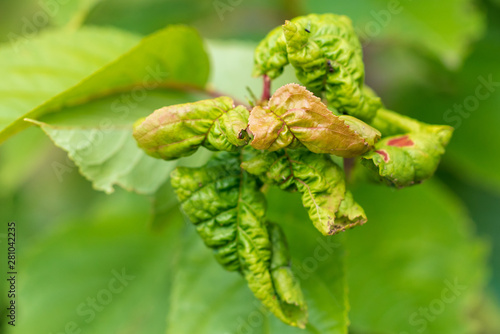 Foto Aphids eat leaves on cherry branches