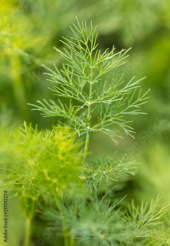 Green leaves on dill as a background