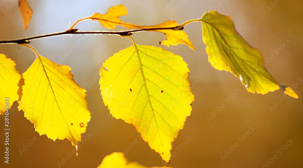 The leaves on the branches of birch The leaves on the branches of birch