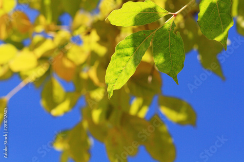 Beautiful bright green leaves branch with blue sky and sunlight in summer season