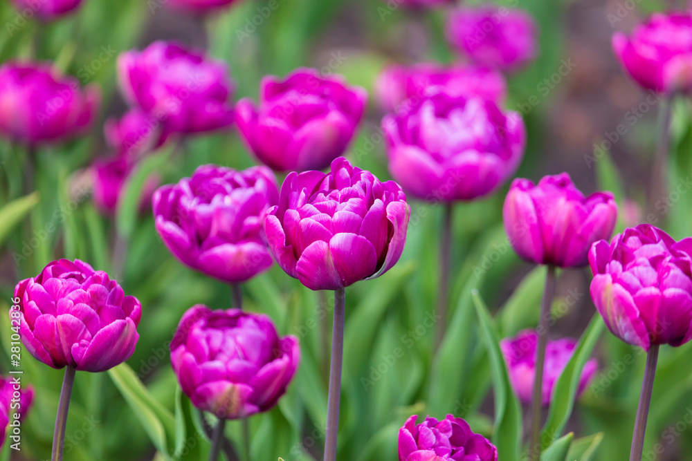 Fototapeta premium Decorative roses grow in the soil in nature