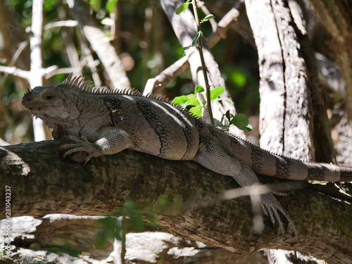 Iguane dans la faune jungle