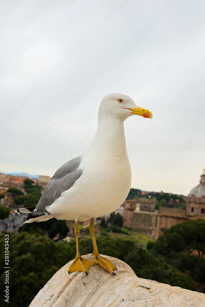 Macro portrait of seagull sitting on the top of building in Roma Italy Macro portrait of seagull sitting on the top of building in Roma Italy
