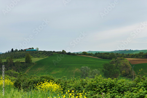 Beautiful spring evening froggy landscape in Tuscany countryside  Italy