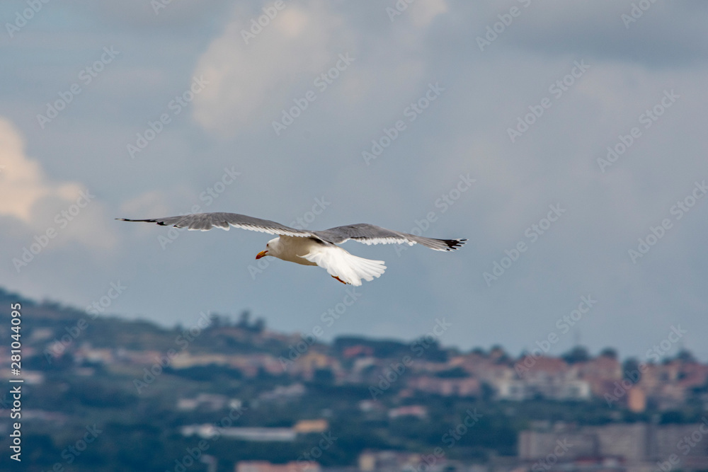 Fototapeta premium iThe flight of seagull