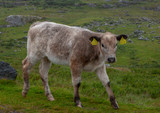 Ring of Kerry Ireland landscapes cows