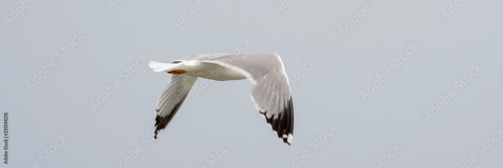 Fototapeta premium iThe flight of seagull