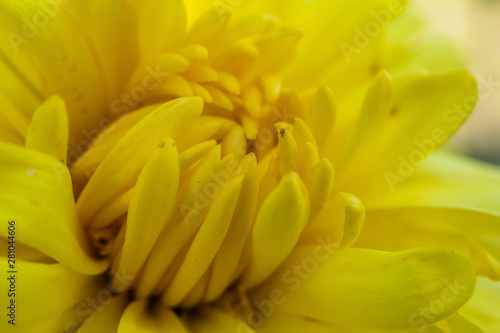 Macro shot of yellow flower