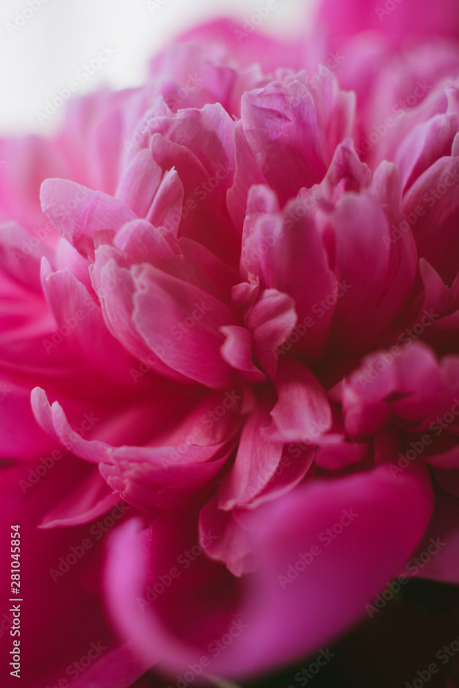 Large macro open flowers of peonies, pink peonies blossom