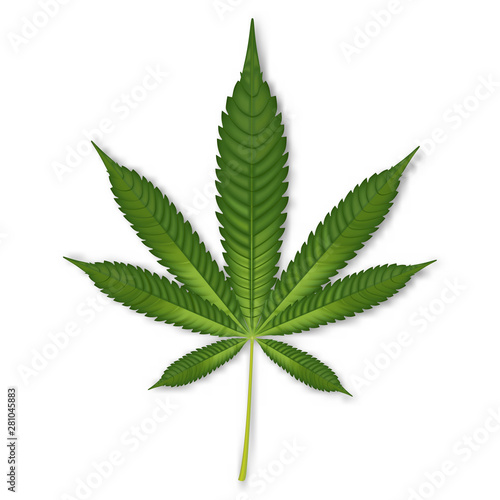 Marijuana or cannabis leaf isolated on white background. vector illustration.