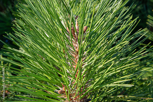 Green pine branches with cones at sunset. Pine forest, clean air. The concept of environmental problems.