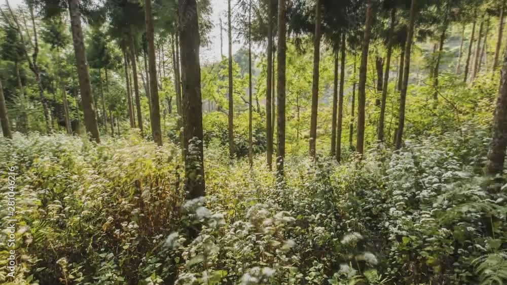 Beautiful Oolong Tea Garden with Ginkgo Trees in the Field (Ginkgo Forest or Yinxing Forest) at Lugu, Nantou, Taiwan (time-lapse) Beautiful Oolong Tea Garden with Ginkgo Trees in the Field (Ginkgo Forest or Yinxing Forest) at Lugu, Nantou, Taiwan (time-lapse)