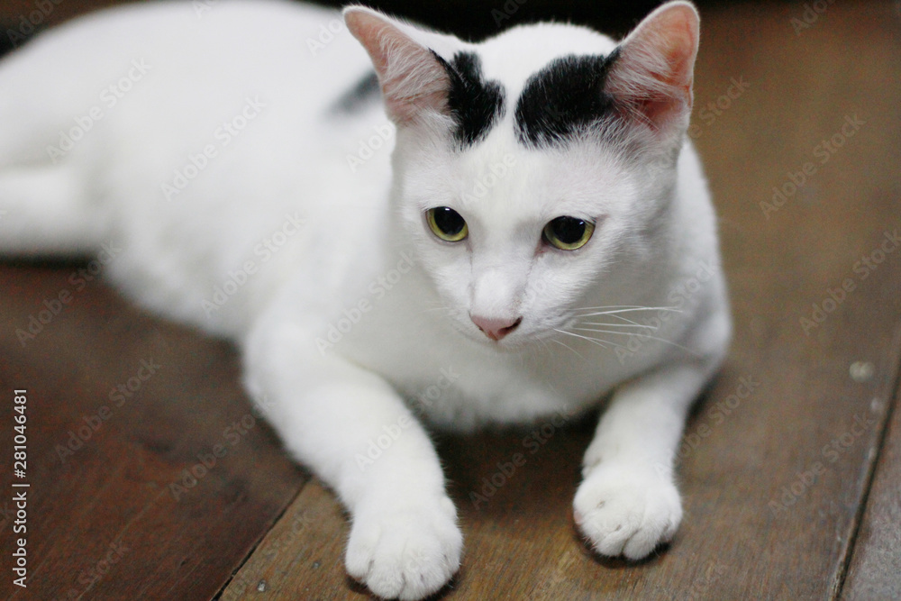 White cat enjoy and relax on wooden floor White cat enjoy and relax on wooden floor