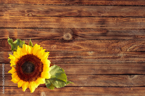 Fototapeta Naklejka Na Ścianę i Meble -  Blooming sunflowers on a rustic wooden background, overhead view.