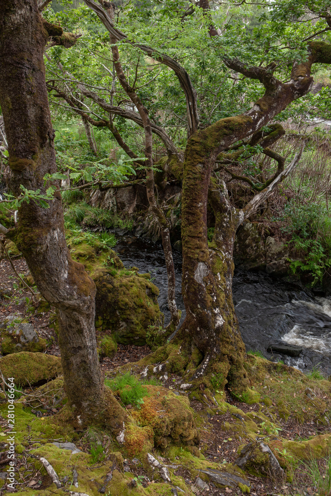 Forest Killarny Ireland fern ring of Kerry