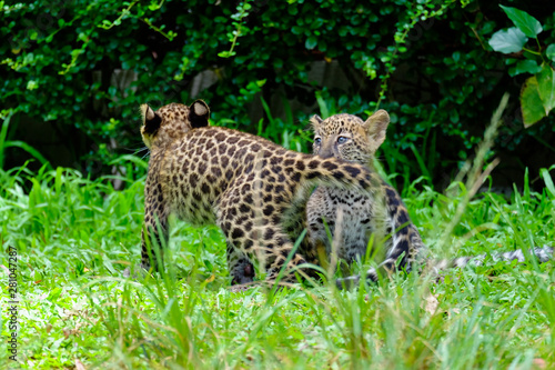 Photography baby leopard in wildlife breeding station.