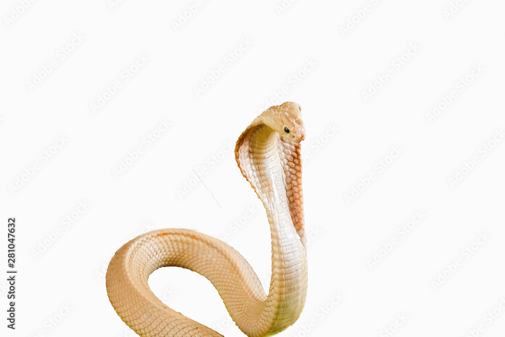 Albino cobra isolated Albino cobra isolated