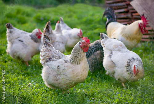 Rooster and Chickens. Free Range Cock and Hens