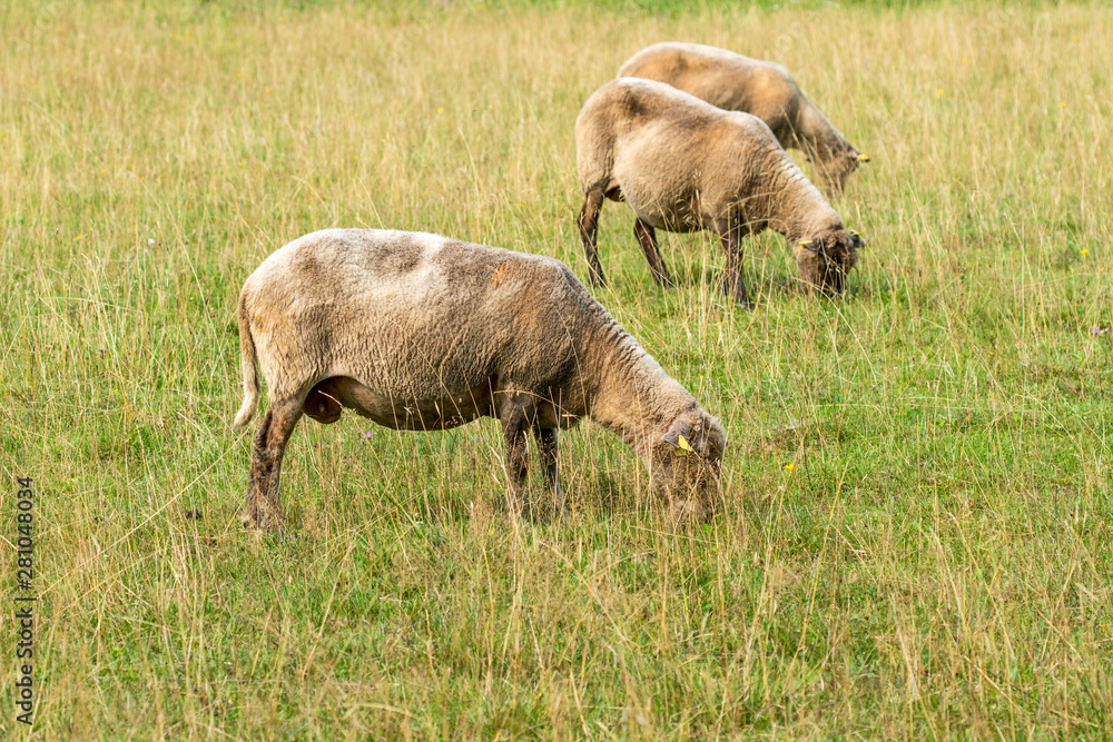 Obraz premium Three sheeps on a green grass