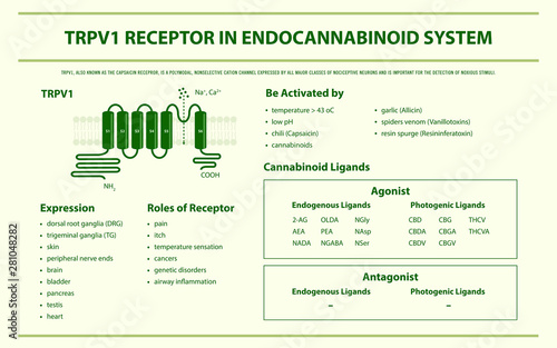 TRPV1 Receptor in Endocannabinoid System horizontal infographic