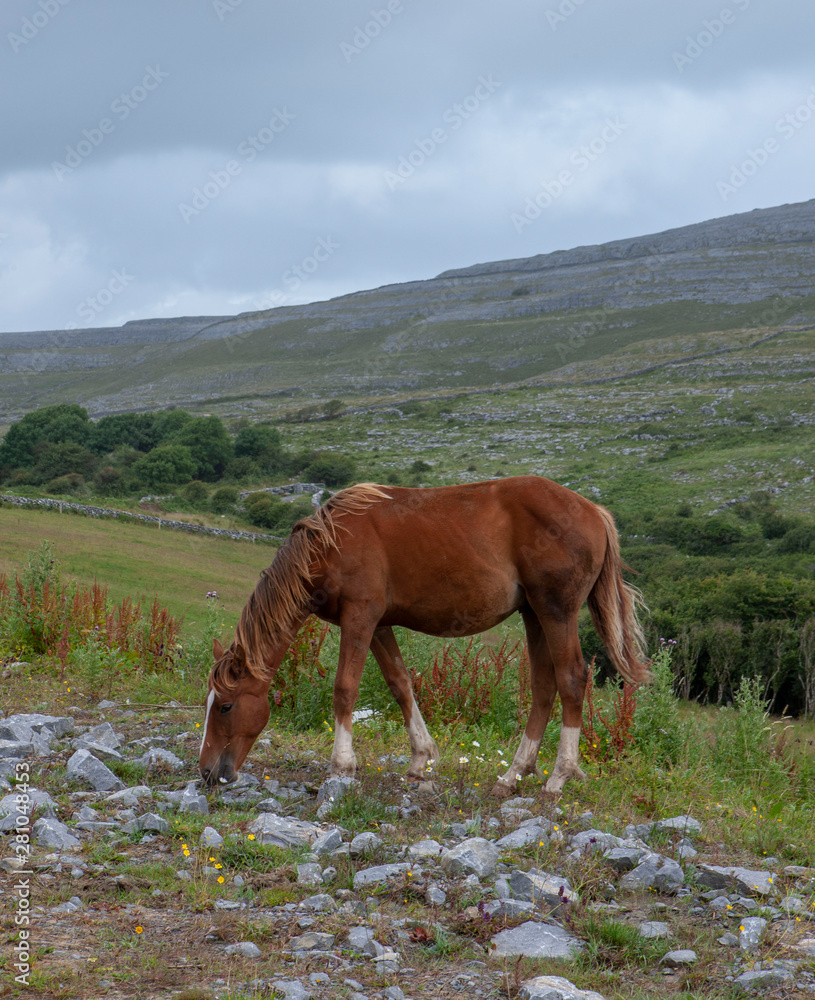 West Coast Ireland the Burren Karstlandscape horse