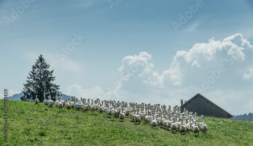 Huge herd of white geese on...