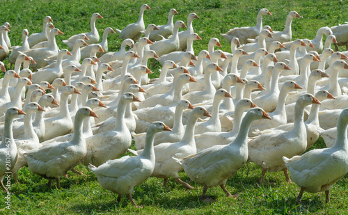 Huge herd of white geese on...