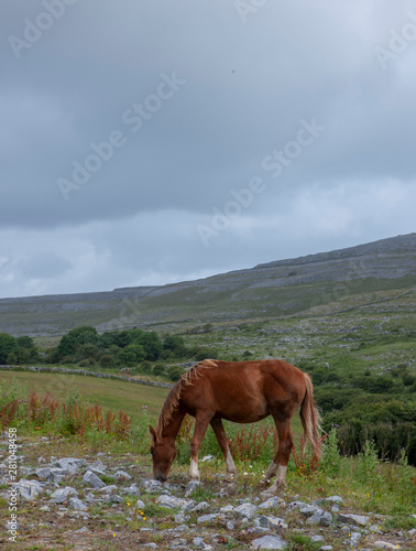 West Coast Ireland the Burren Karstlandscape horse