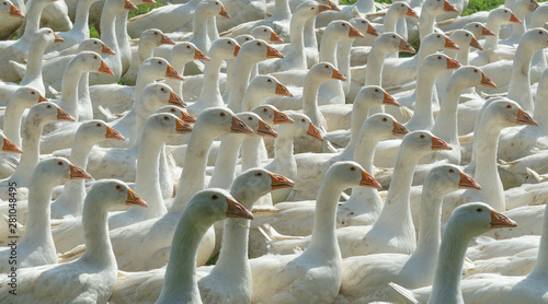 Huge herd of white geese on...
