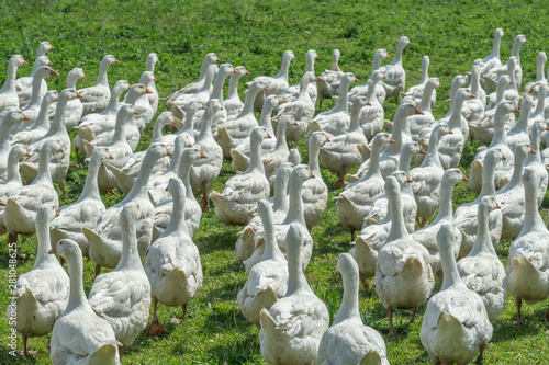 Huge herd of white geese on...