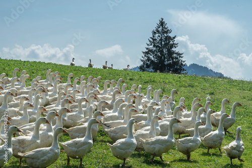 Huge herd of white geese on...