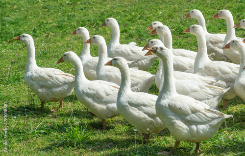 Huge herd of white geese on...