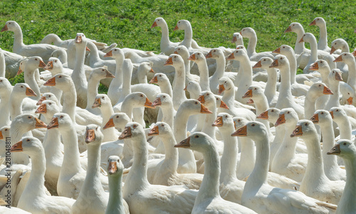Huge herd of white geese on...