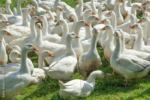 Huge herd of white geese on...